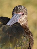Ibis3.jpg