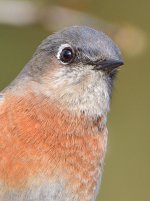 Bluebird5.jpg