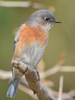 Bluebird4.jpg