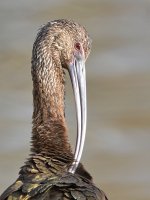 Ibis2.jpg