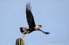 DSC_7233.jpg