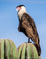 DSC_7505.jpg