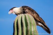 DSC_7517.jpg