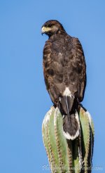 DSC_7527.jpg