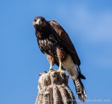 DSC_7545.jpg