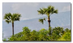 two-trees-landscape.jpg