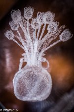 crystal flowers (1 of 1).jpg