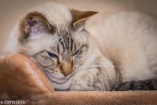 Cat1 (1 of 1).jpg