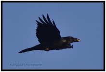 1-19-2016-cr__D7K0817.jpg
