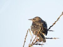 DSC_4549.jpg