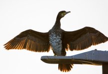 DSC_4465.jpg