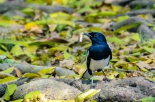 DSC_3830a.jpg