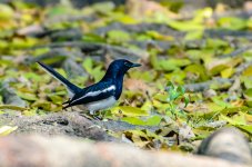 DSC_3837a.jpg