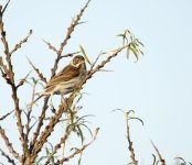 DSC_4602.jpg