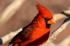 DSC_7576.jpg