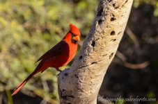 DSC_7580.jpg