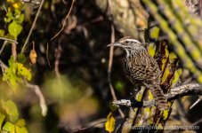 DSC_7631.jpg