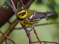 TownsendWarbler.jpg