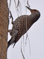 Flicker3.jpg