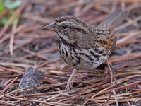 Sparrow4.jpg