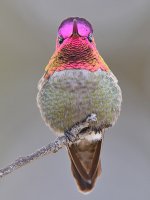 Hummer11.jpg