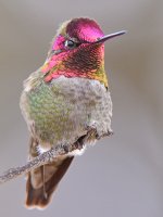 Hummer8.jpg