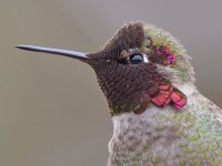 Hummer10.jpg