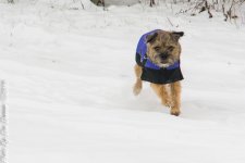 Jersey and Snow-1810.JPG