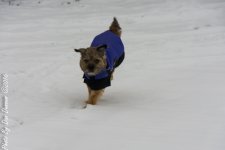 Jersey and Snow-1812.JPG
