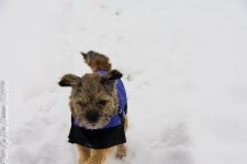Jersey and Snow-1817.JPG