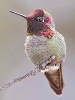 Hummer16.jpg