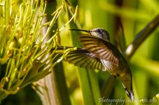DSC_7678.jpg