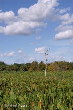 1-20-16 Green Cay A7 1.jpg