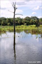 1-20-16 Green Cay A7 10.jpg