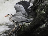 heron.jpg