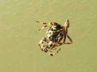 spiders.jpg