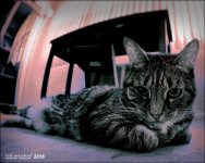 IR Bill the Cat  1-21-16.jpg