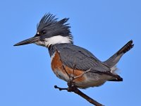 Kingfisher2.jpg
