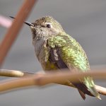 Hummer2.jpg
