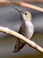 Hummer4.jpg