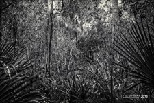 1-20-16 Green Cay A7 HDR   34.jpg