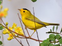 WilsonsWarbler6.jpg