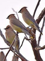 Waxwing2.jpg