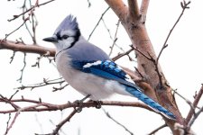 BluejayWinter-1.jpg