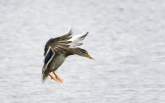 DSC_4803.jpg