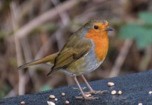 DSC_0012.JPG