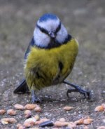 DSC_0015.JPG