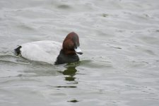 DSC_4775.jpg
