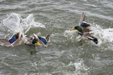 DSC_4827.jpg