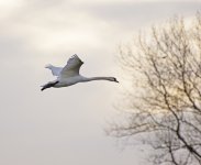 DSC_4854.jpg